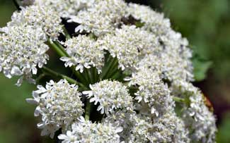 Heracleum maximum, Common Cowparsnip, Southwest Desert Flora